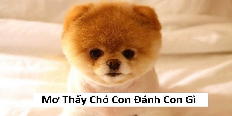 Ý nghĩa thật sự của chó con xuất hiện trong giấc mộng