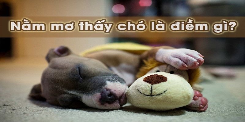 Những tình huống mơ thấy chó phổ biến nhất