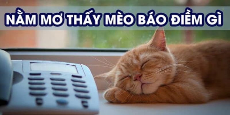 Thông điệp trong giấc mơ thấy mèo