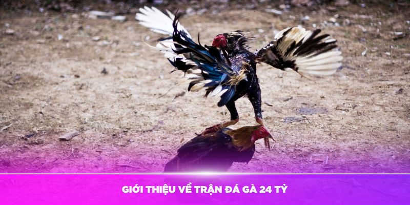 Giới thiệu về trận đá gà 24 tỷ hấp dẫn