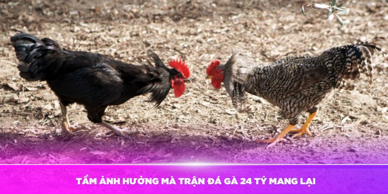 Tầm ảnh hưởng mà trận đá gà 24 tỷ mang lại